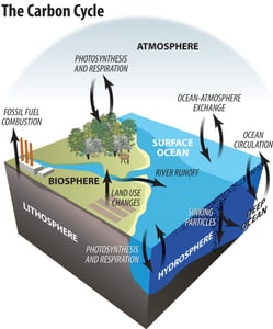 The Carbon Cycle