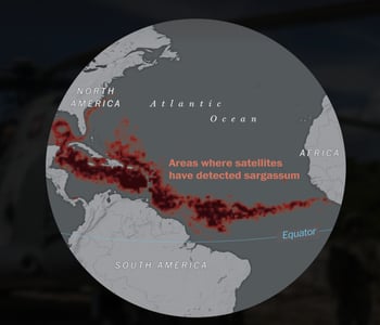 The smelly seaweed that turned Mexican beaches into a rancid mess